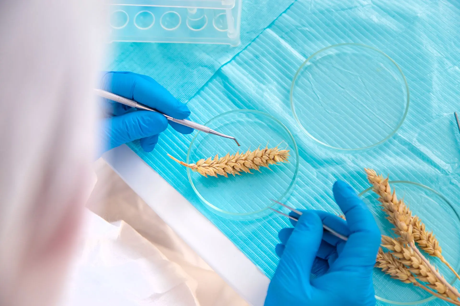PLANT GENOMIC 